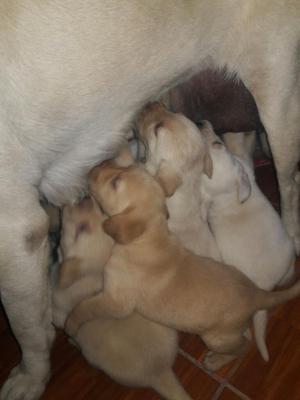 Cachorros Labradores Retrier