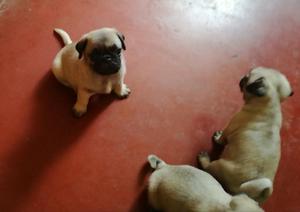 Cachorros Pug