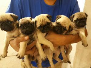 Cachorros Pug Carlinos Linnea Argentina