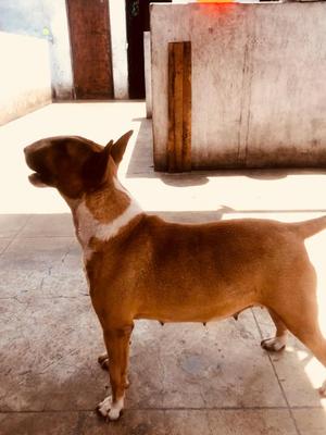 Cachorros bull terrier ingls