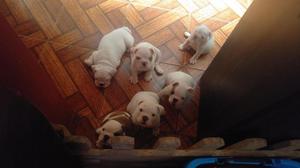 Cachorros bulldog ingles