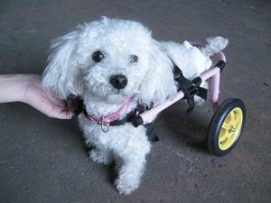 Caminadora silla de ruedas para perro