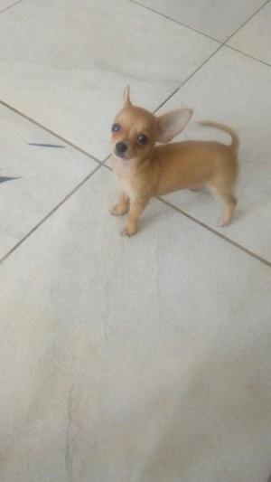 Chihuahua Macho 3 Meses