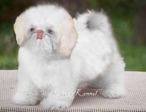 Chitzu albino cachorros