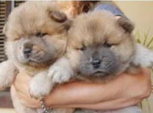 Chow Chow