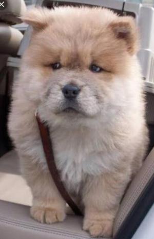 Chow Chow