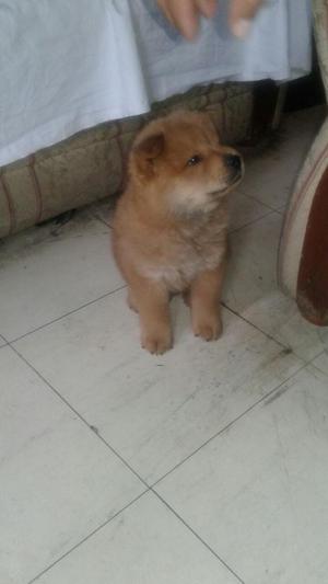 Chowchow