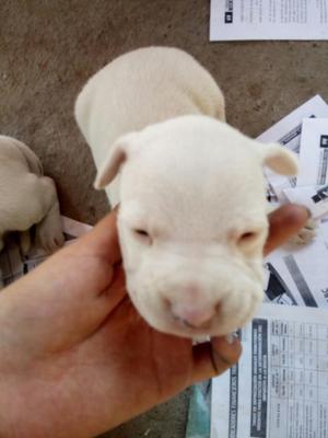 Dogo Argentino