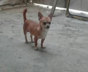 Hermoso Chihuahua Mini Toy Monta en Ica