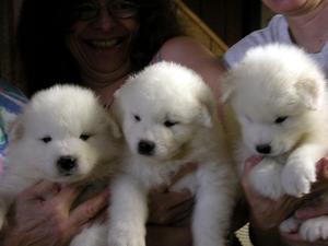 Hermosos cachorritos Samoyedo