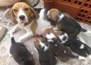Lindos Beagles de 50 Dias Infor