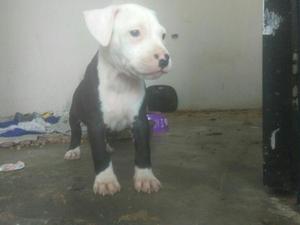 Pitbull Fusionbully