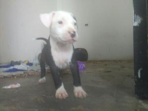 Pitbull Fusionbully