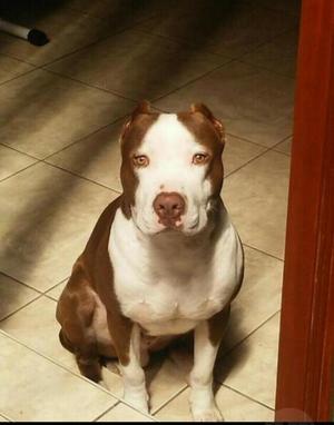 Pitbull para Monta