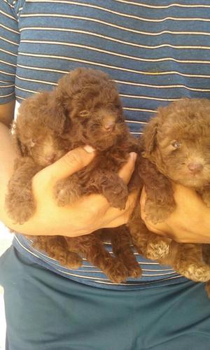 Poodle Chocolate Cachorros