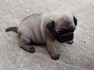 Pug Carlino