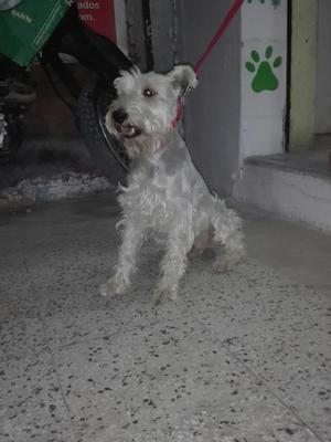 Schnauzer Busca Pareja para Monta