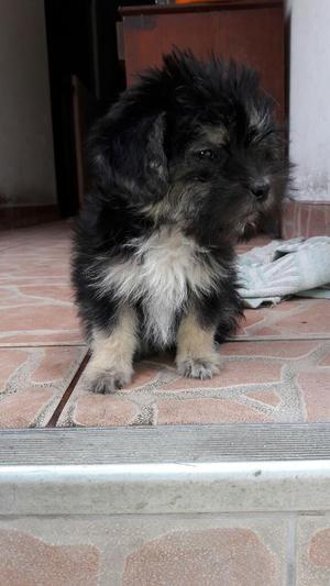 Se Vende Perrito Shipsu 50 Soles