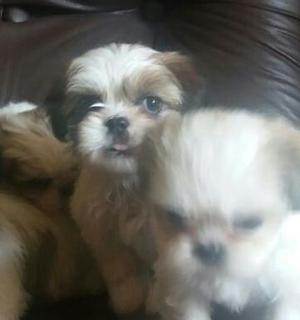 Tengo cachorritos shit zu