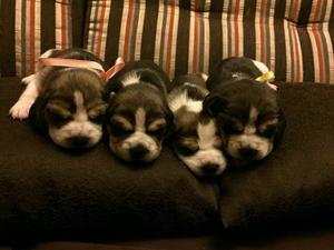 Vendo 3 Cachorritas Beagle de 15 Dias