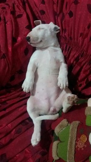 Vendo Bull Terrier Cachorra de 2 Meses