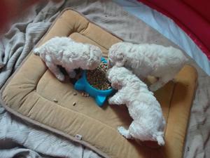 Vendo Cachorros Poodle