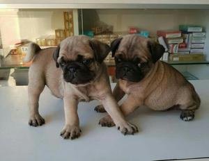 Vendo Cachorros Pug