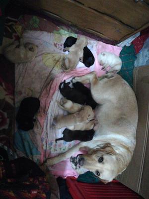 Vendo Labradores hembras Madre presente