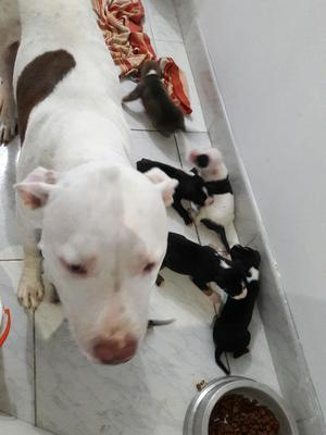 Vendo Perritos Pitbull