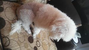 Vendo Perro Poodle Toy