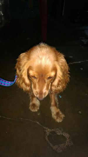 Venta de Cocker Spaniel