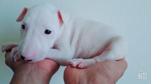 cachorros bull terrier