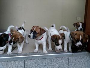 cachorros jack russell terrierr autenticos