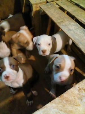 cachorros pitbull