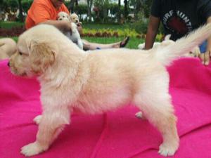 hermosos cachorros golden retriever