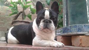 macho bulldog frances a,1 para servicio de monta