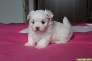 maltes toy blanco miniaturas cachorrito ideal para mascota