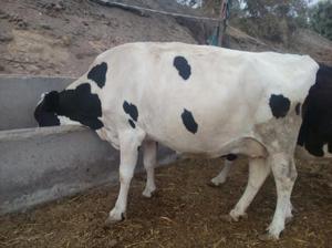 Se Vende Vacas en Sama Las Yaras Tacna