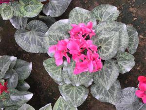 ciclamen planta para interior