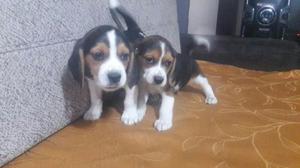 Beagle Cachorrif