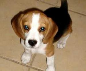 Beagles Cachorritos Machitos Hembritas