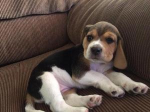 Vendo cachorra beagle a 450 desparasitada y vacunada.