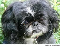 Adopt perrita pekines