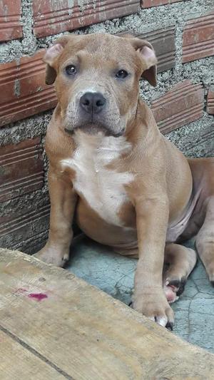 American Bully