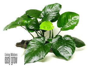 Anubia Broadleaf Planta Para Acuario