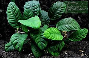 Anubia Coffeefolia Plantas Para Acuario
