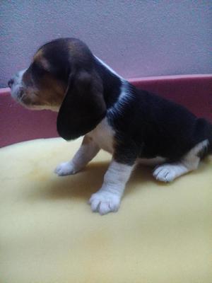 BEAGLES MACHO Y HEMBRA TRICOLOR