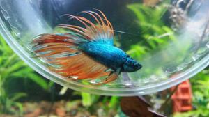 Bettas Crowntail Importados