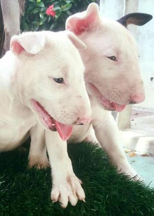 Bull Terrier