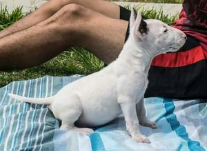 Bull Terrier